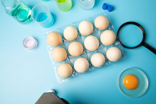 新鮮無菌蛋食品安全農(nóng)業(yè)科技食品培育攝影圖 插畫 下載至來源處